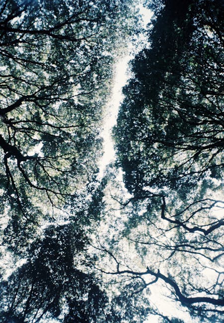 A view looking upwards through the canopy of tall trees with dense, leafy branches, allowing sunlight to filter through the gaps in the foliage. The trees are a mixture of dark and light green leaves,